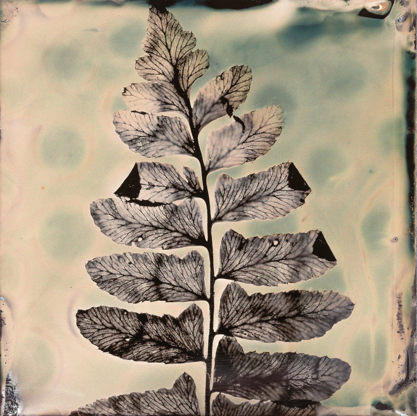 Fine art botanical fern print from a wetplate collodion photogram