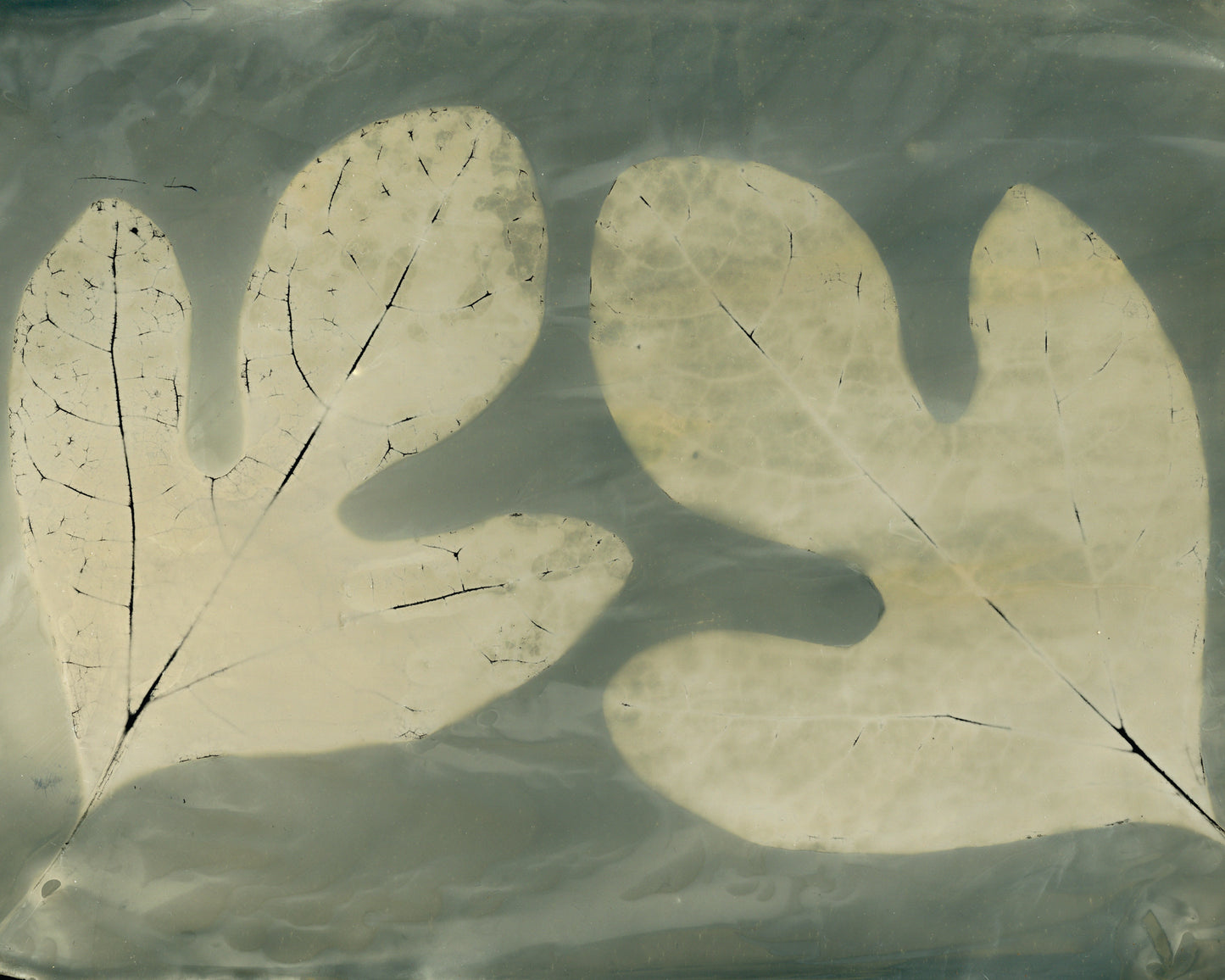 Sassafras Twins Fine Art Photogram Print