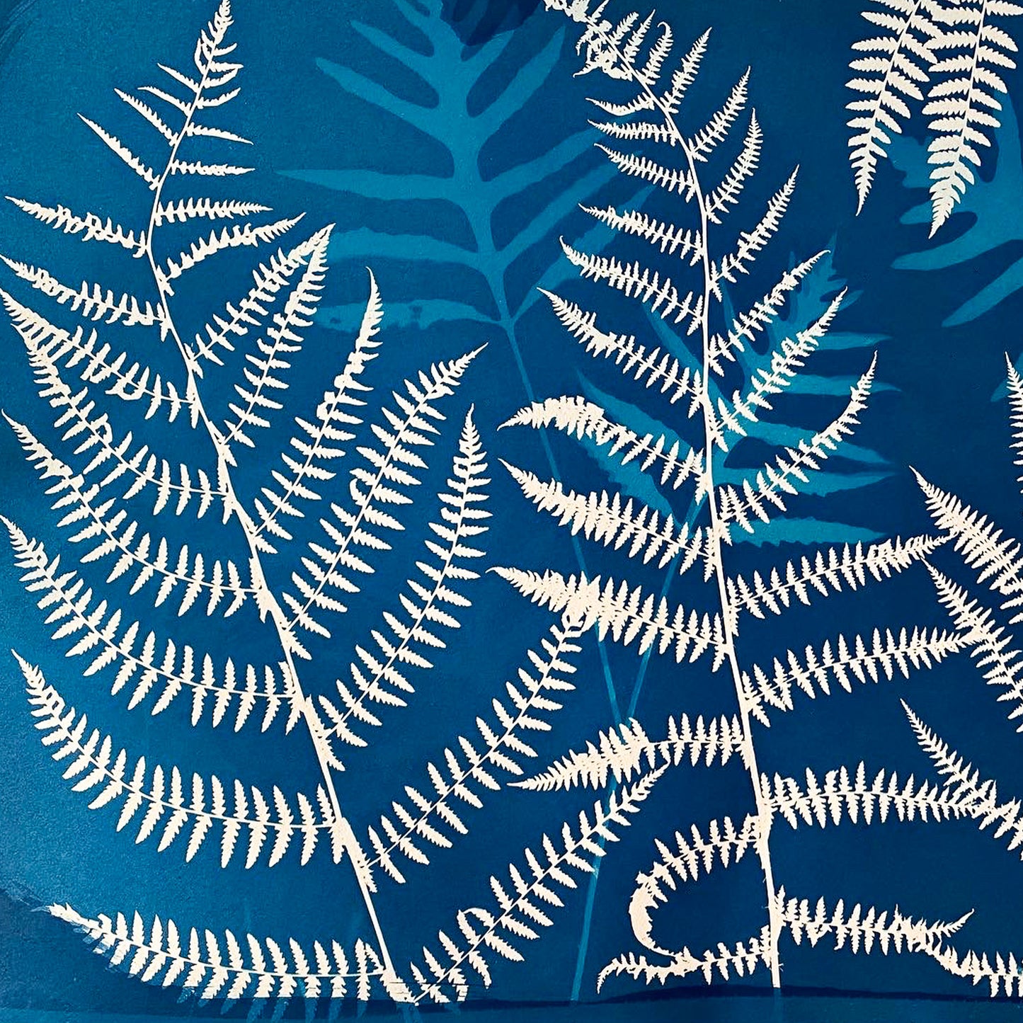 Fine art fern cyanotype print