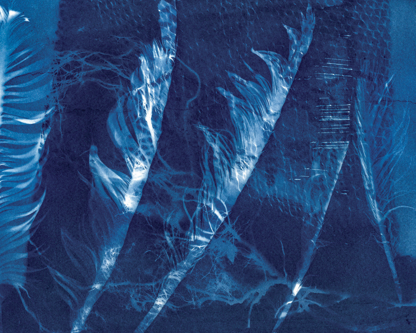 Take Flight Fine Art Cyanotype Print