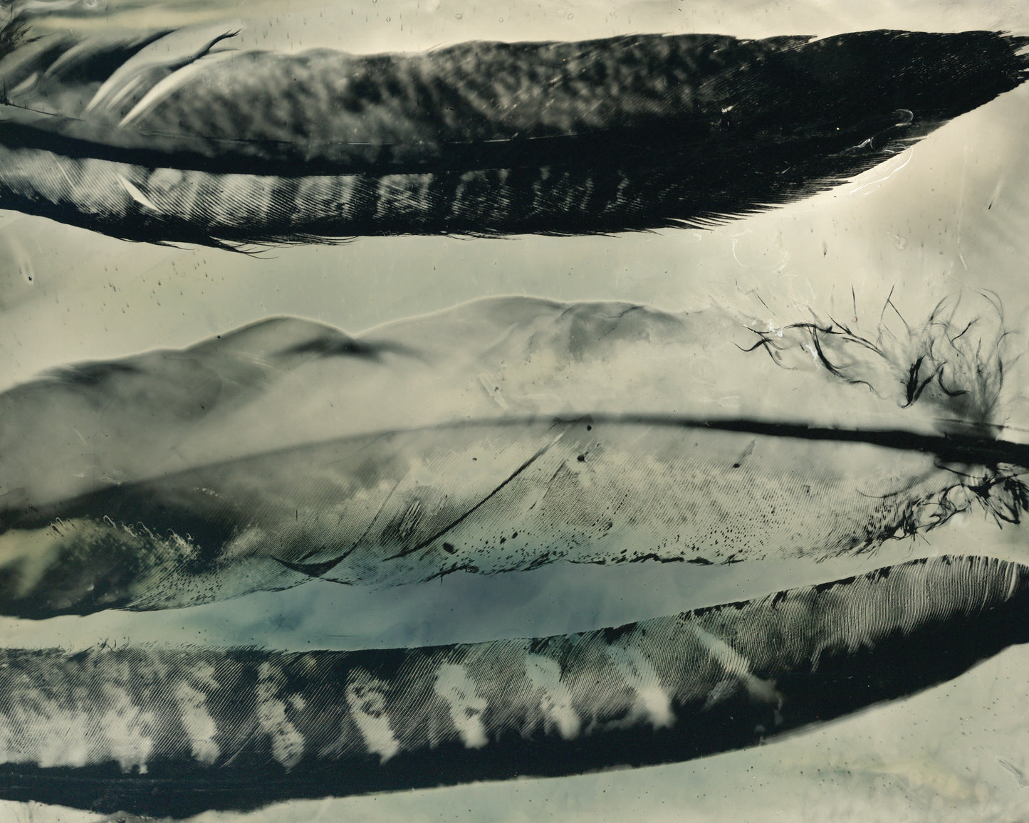 Three Feathers Fine Art Photogram Print