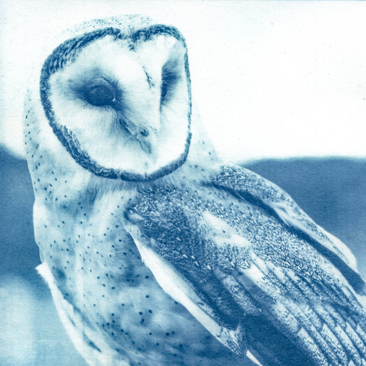 Fine art cyanotype print of a barn owl