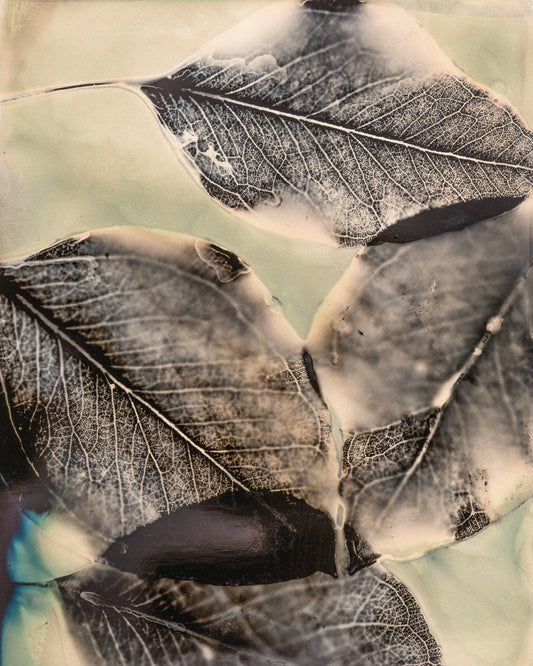 Beech Leaves Fine Art Photogram Print