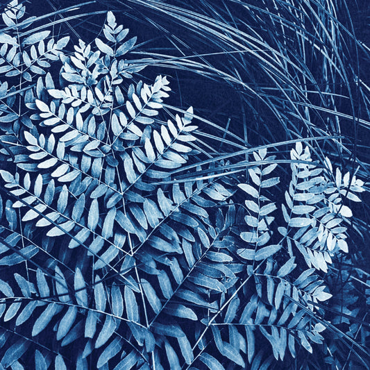 Fine art cyanotype print of blue ferns