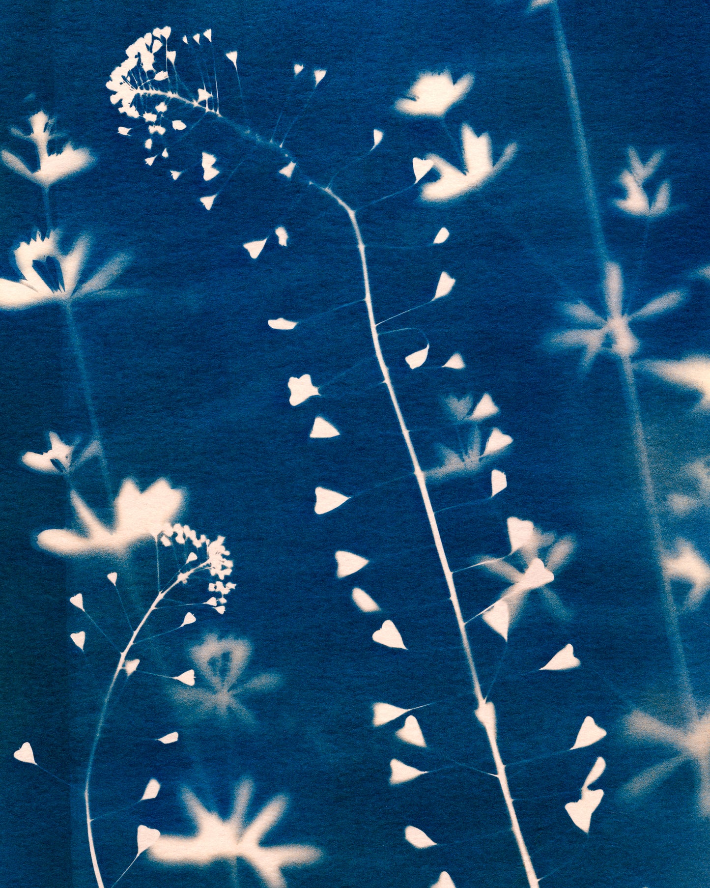 Fine art cyanotype print of Shepherd's Purse