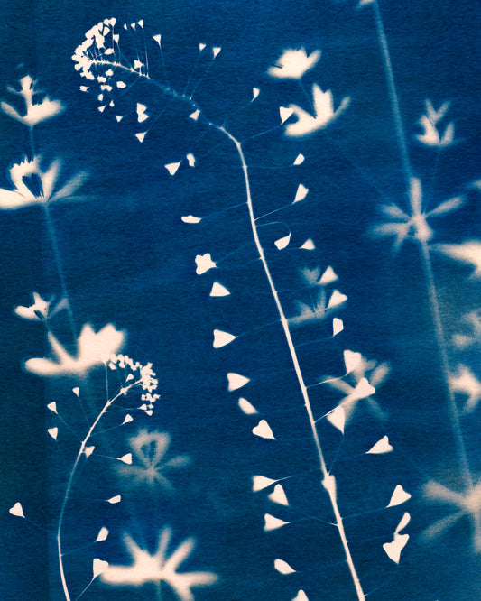 Fine art cyanotype print of Shepherd's Purse