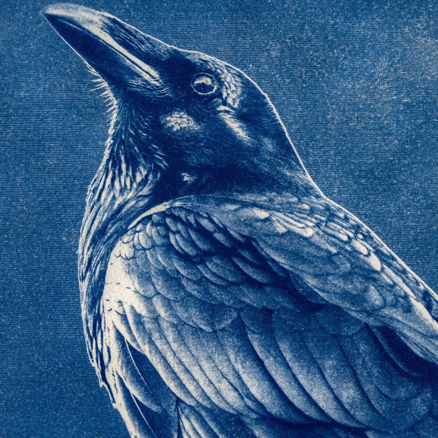 Fine art cyanotype print of a clever raven