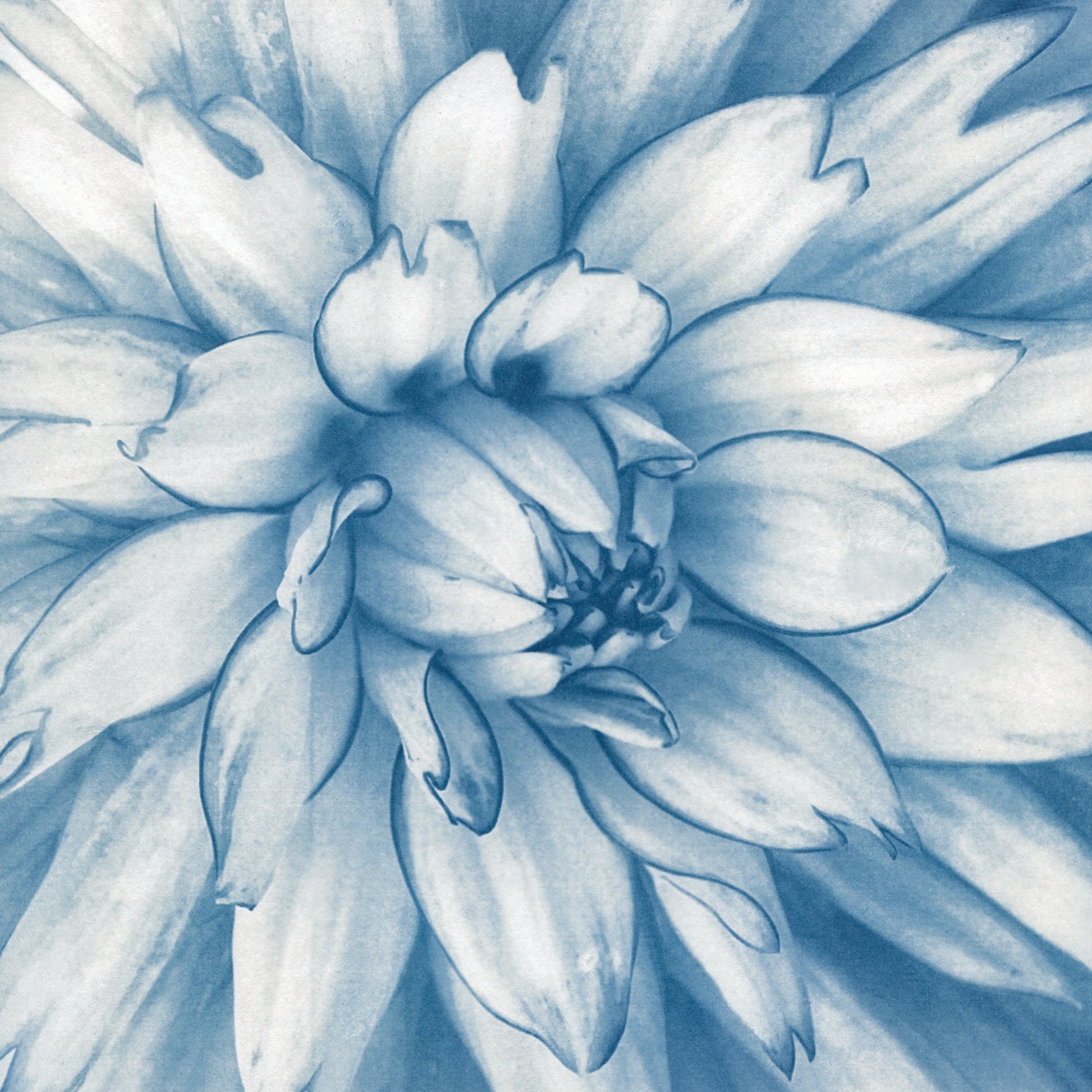 Dahlia fine art cyanotype print