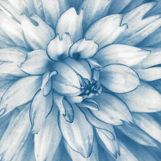 Dahlia fine art cyanotype print