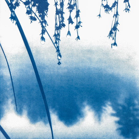 Fine art print pond reflection