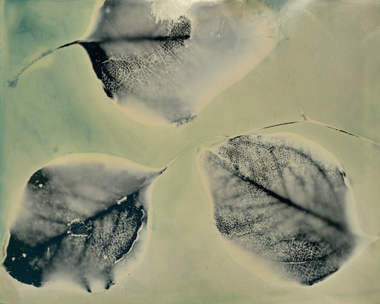 Eucalyptus Leaves Fine Art Photogram Print