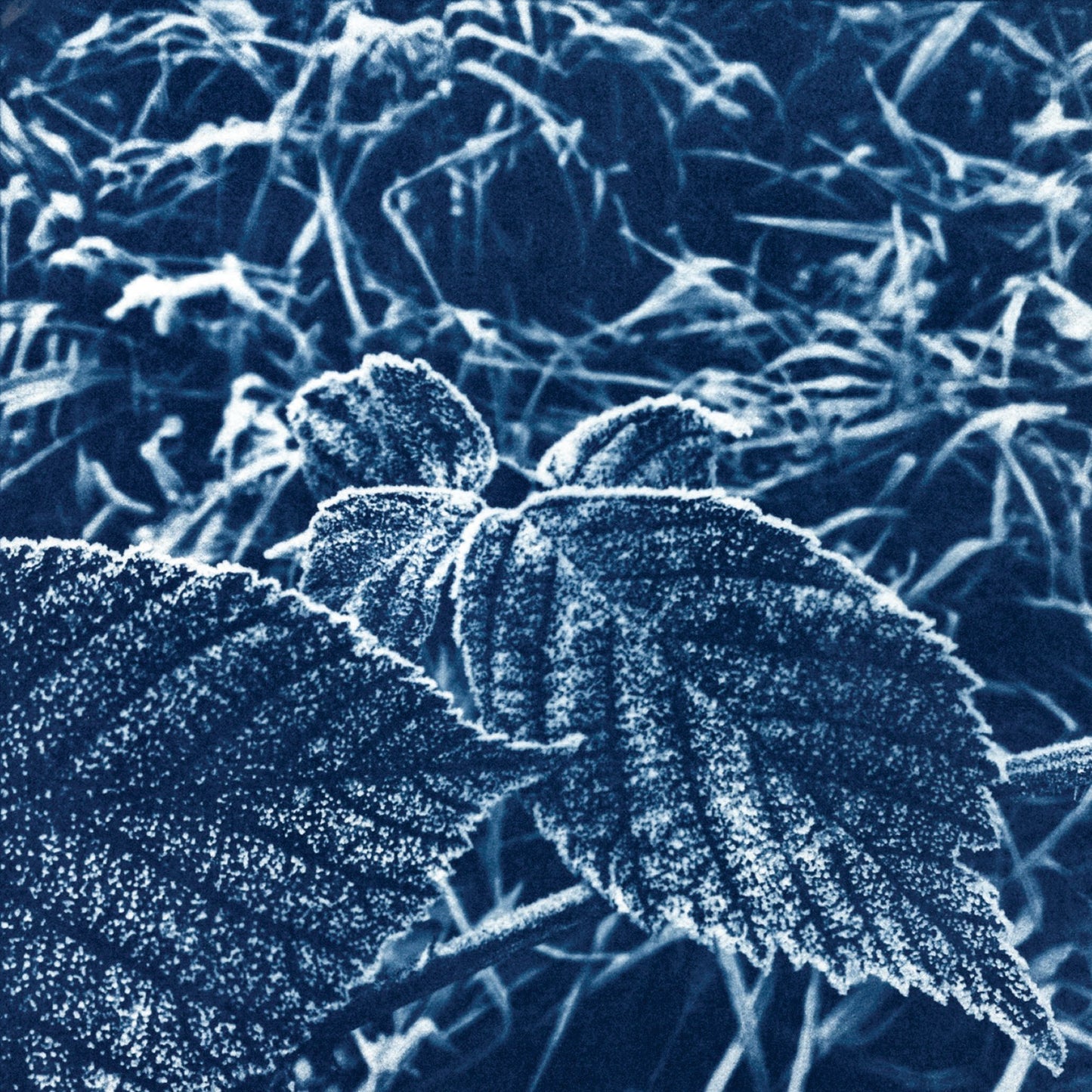 Fine art cyanotype print of frosted leaves