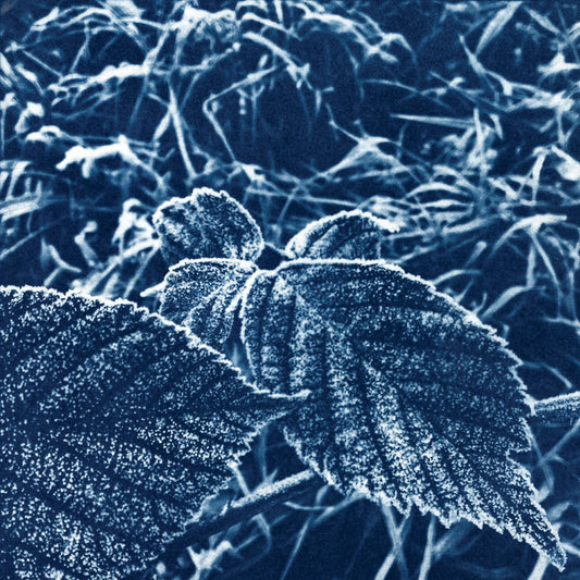 Fine art cyanotype print of frosted leaves