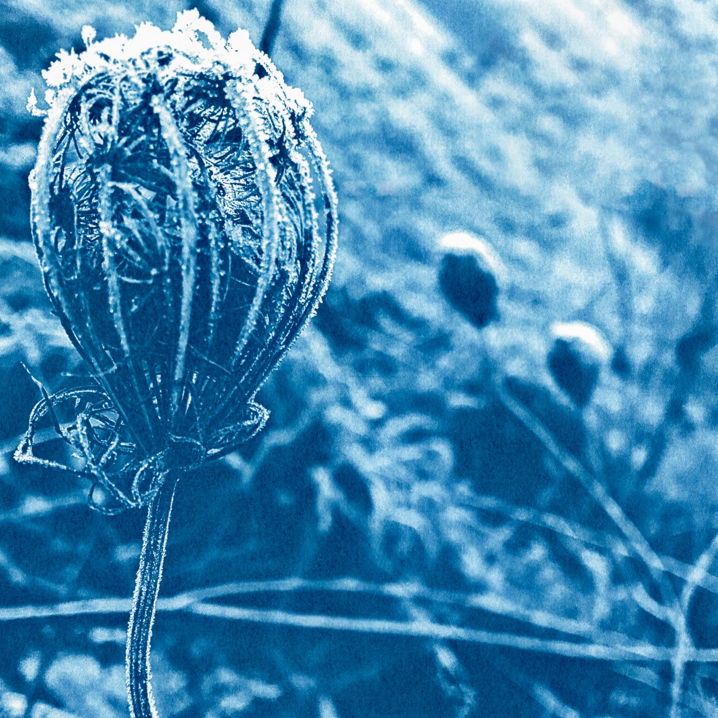 "Frosty Queen Anne's Lace" 8" X 8" Fine Art Print