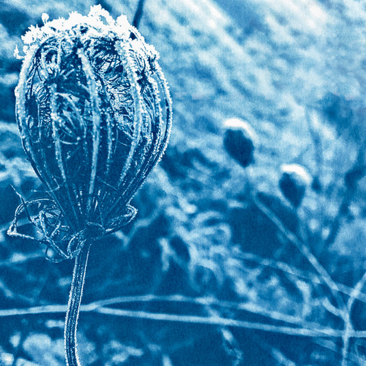 "Frosty Queen Anne's Lace" 8" X 8" Fine Art Print