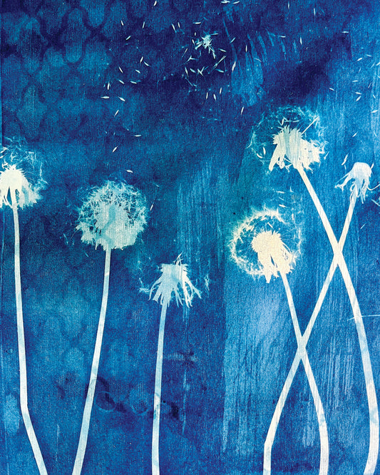 Fine art cyanotype print of dandelions