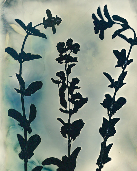 Marjoram Party Fine Art Photogram Print