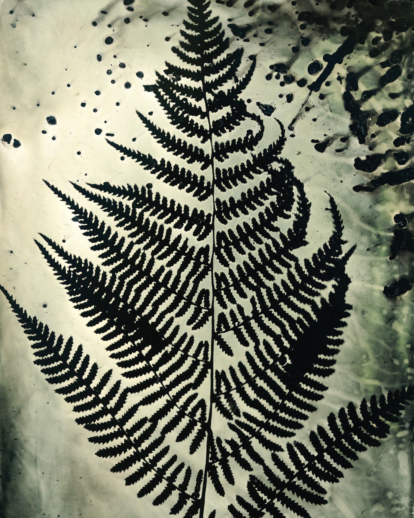 Mottled Fern Fine Art Photogram Print