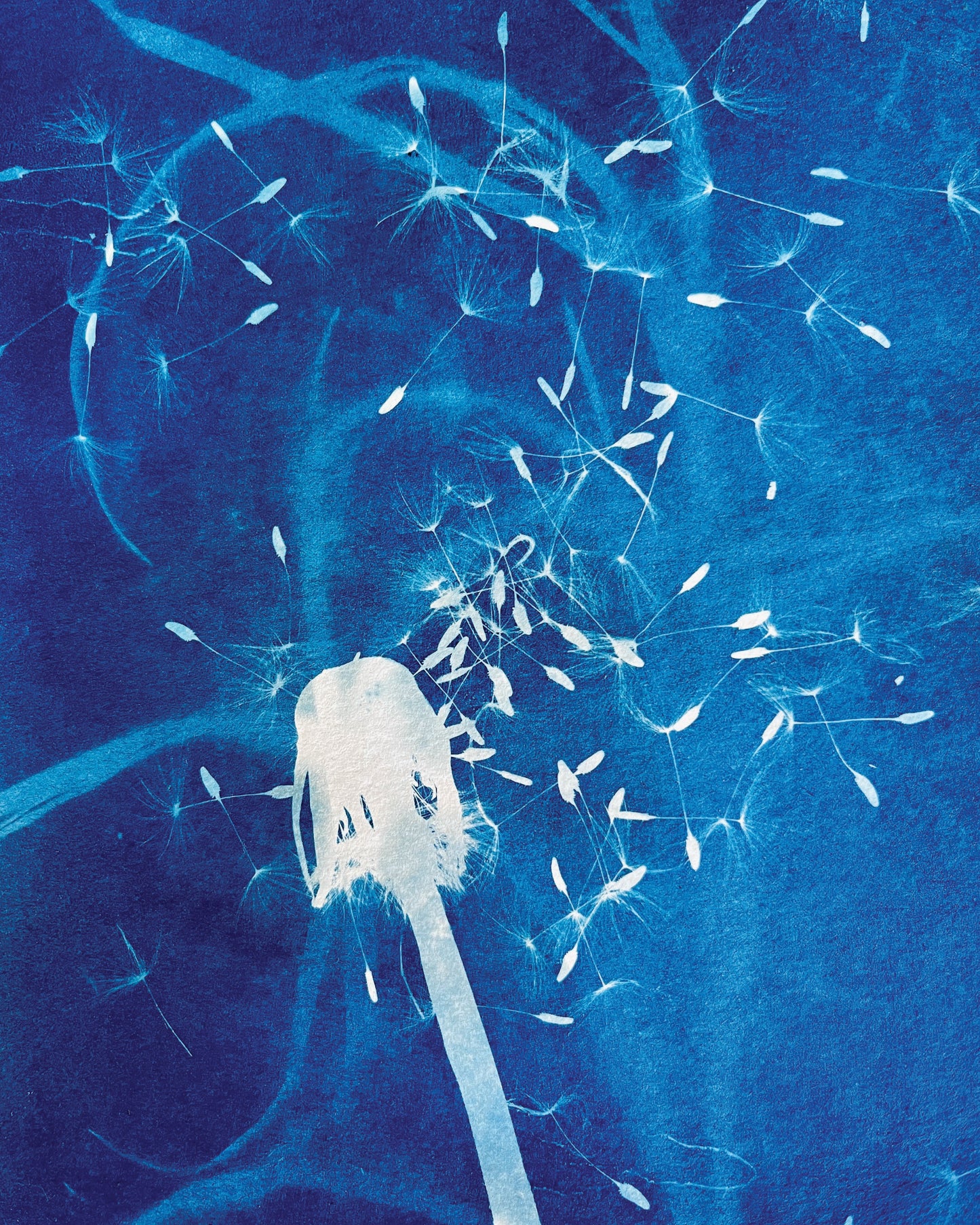"One Wish" 8" X 10" Fine Art Cyanotype Print