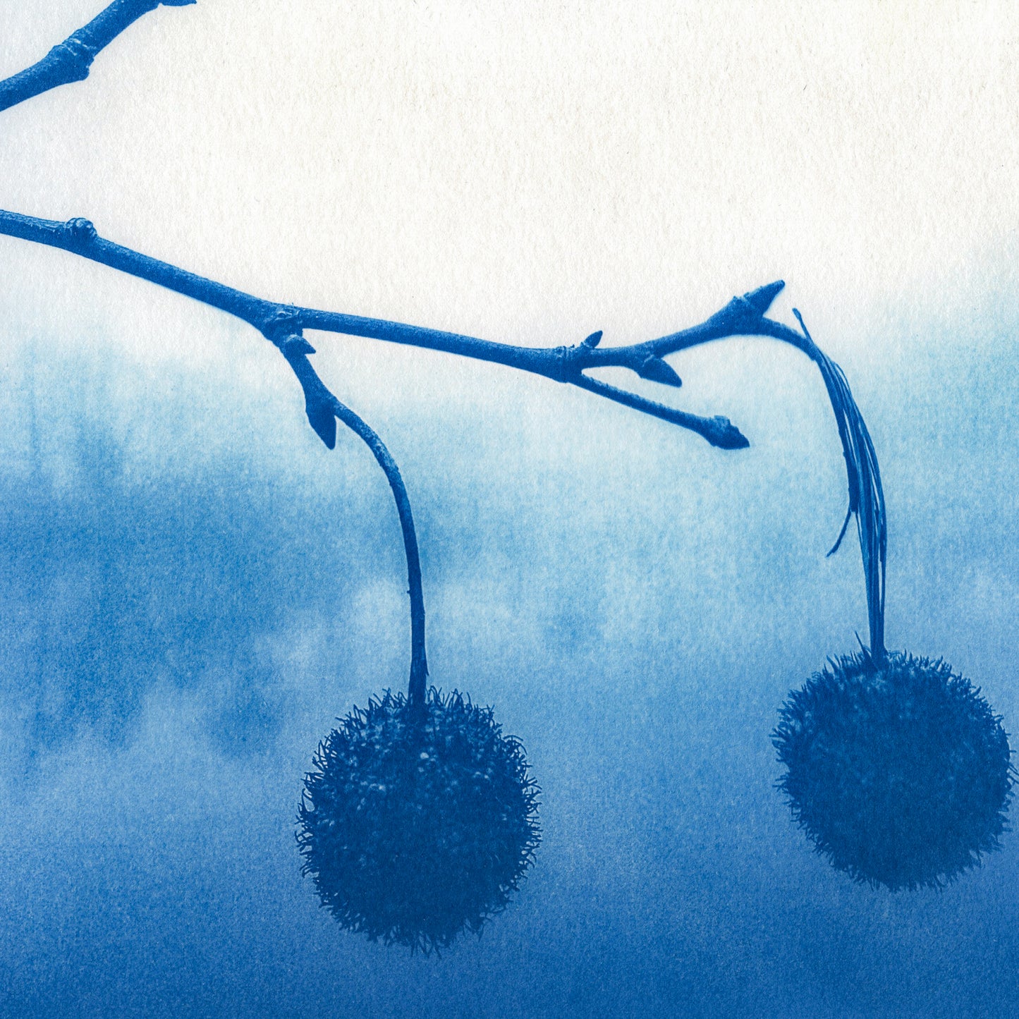 Pods Fine Art Cyanotype Nature Print