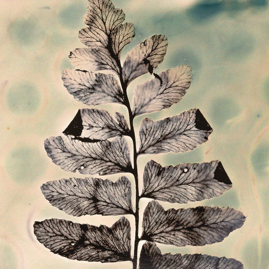 Polka Dotted Fern fine art botanical  print from a wet plate collodion photogram