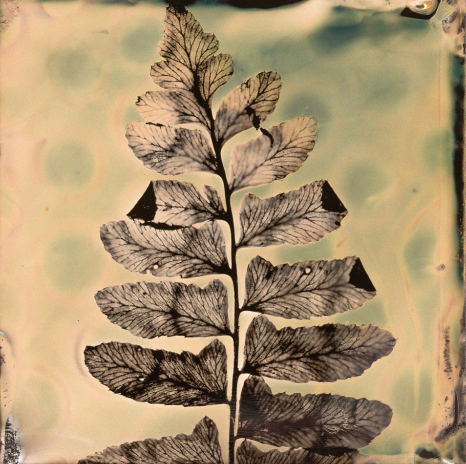 "Polka-Dotted Fern" Matted and Framed Fine Art Botanical Print