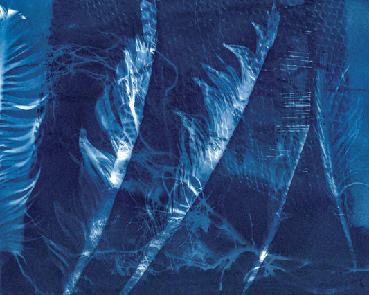 Take Flight Fine Art Cyanotype Print