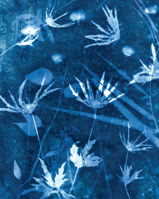 Abstract botanical fine art cyanotype print 