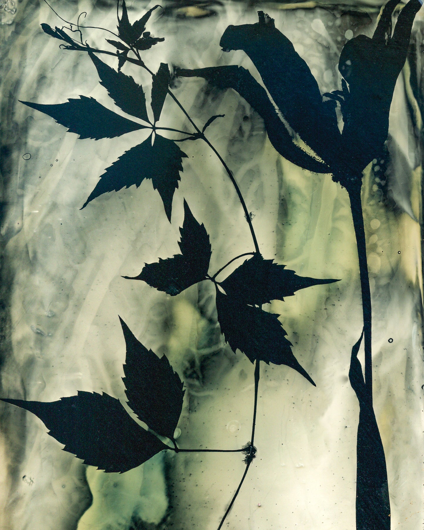 Tulip and Vine Fine Art Photogram Print